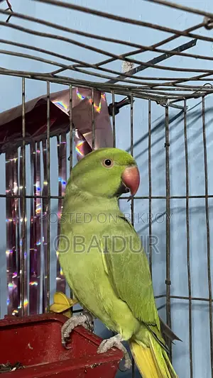 Indian Ringneck Parakeet