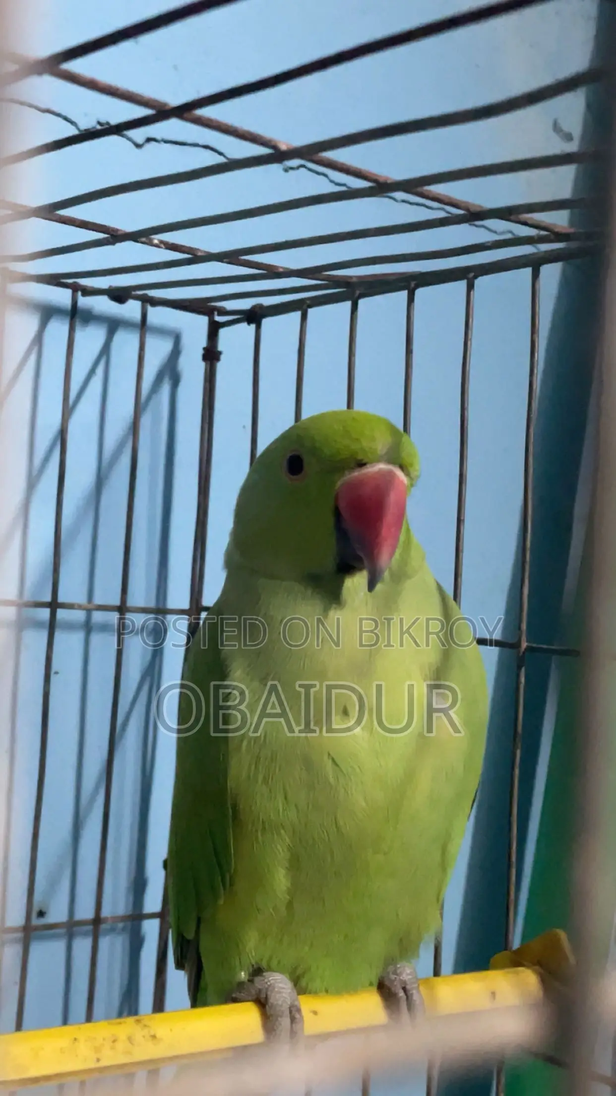 Indian Ringneck Parakeet