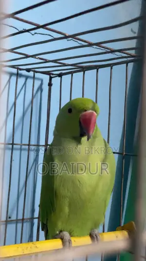 Indian Ringneck Parakeet