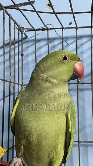 Indian Ringneck Parakeet
