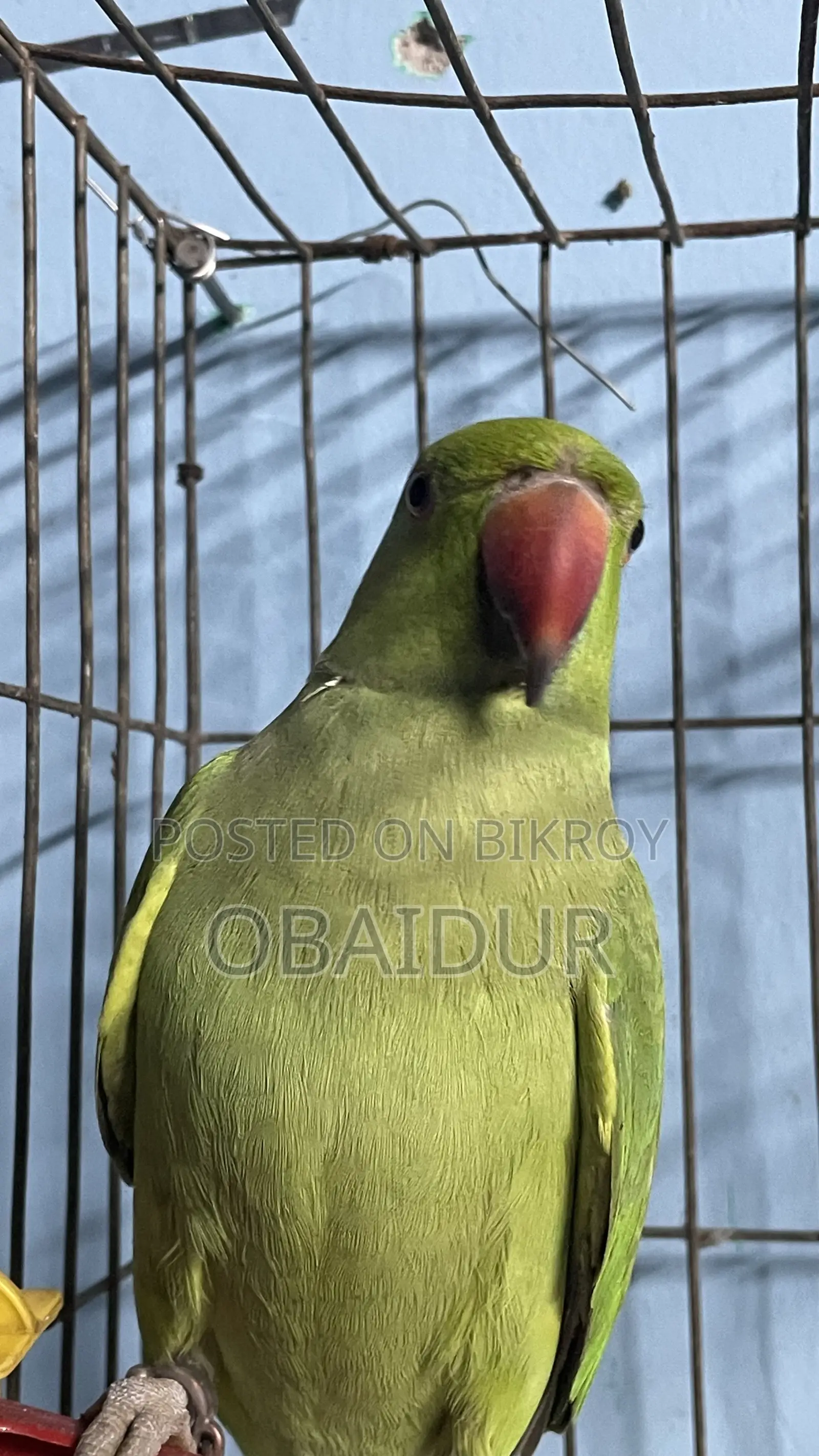 Indian Ringneck Parakeet