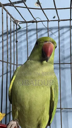 Indian Ringneck Parakeet