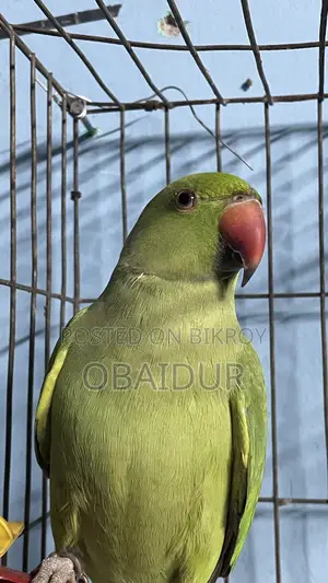 Indian Ringneck Parakeet