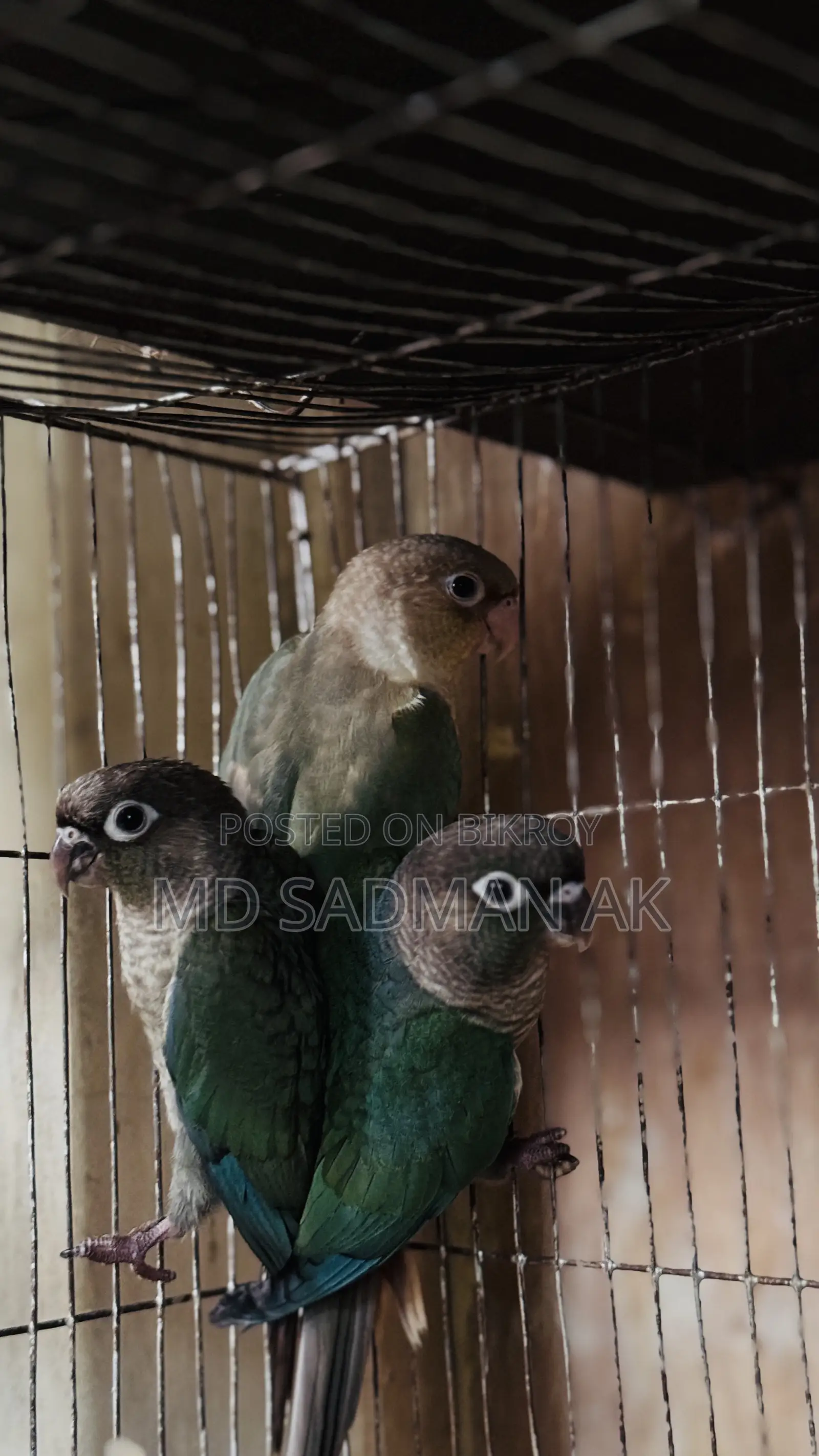 টারকয়েজ ব্লু সিনামন ব্লু কনুর