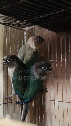 টারকয়েজ ব্লু সিনামন ব্লু কনুর