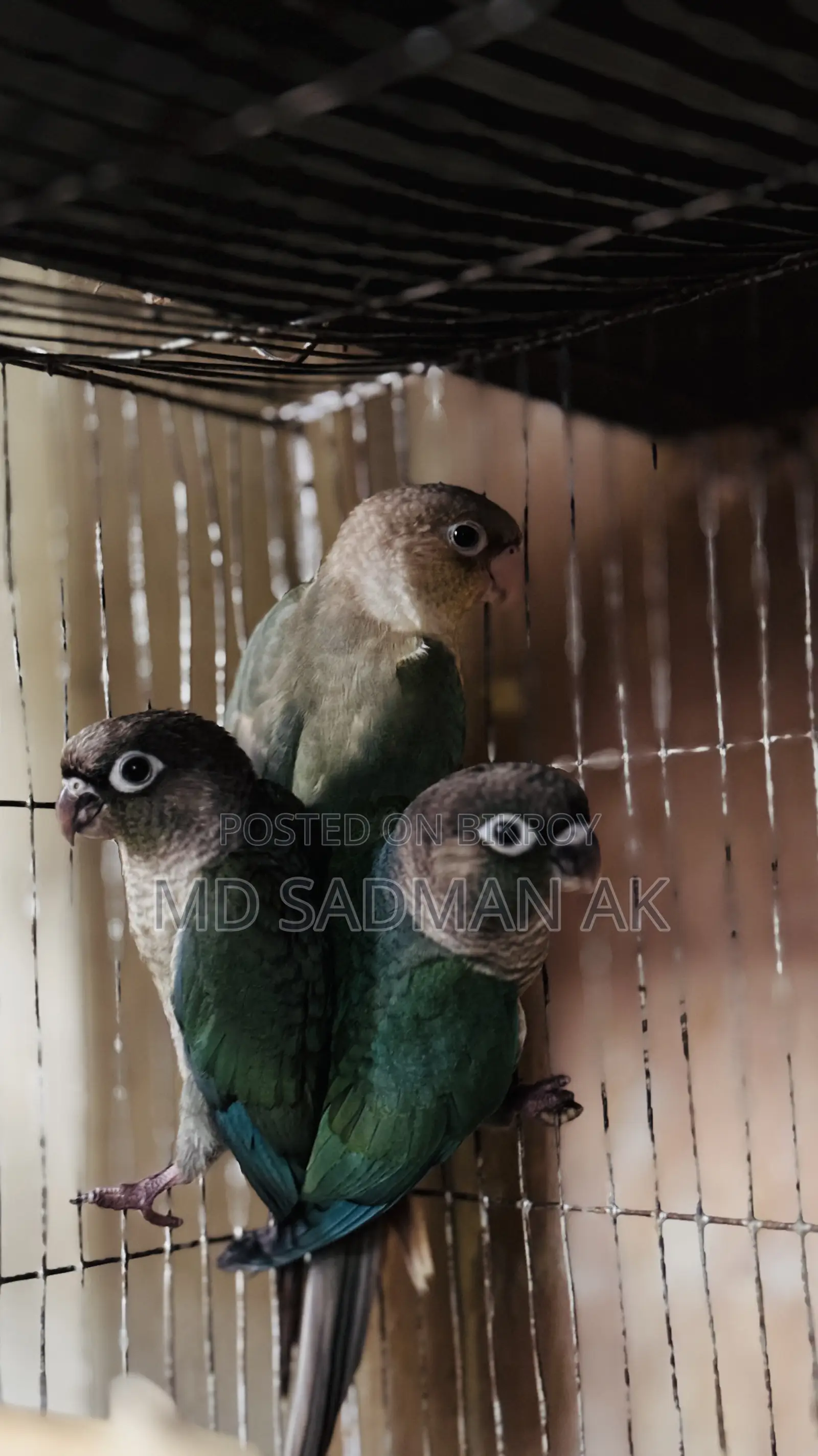 টারকয়েজ ব্লু সিনামন ব্লু কনুর