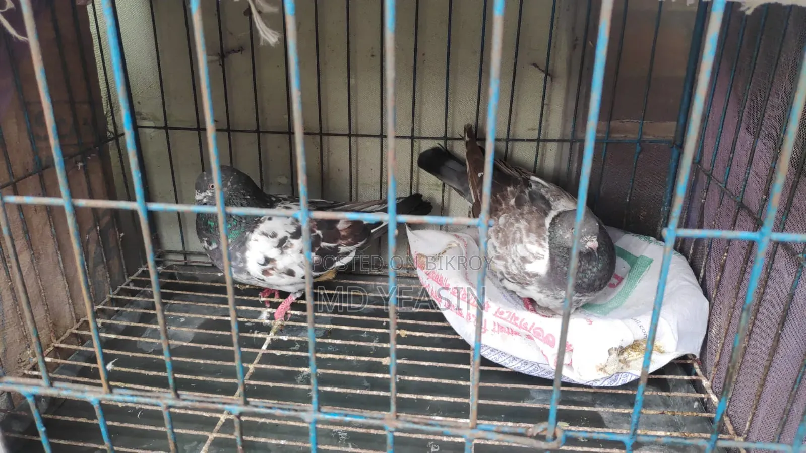 Giribaz Pigeon