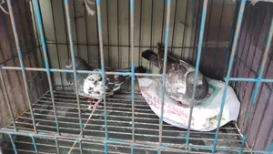Giribaz Pigeon