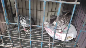 Giribaz Pigeon