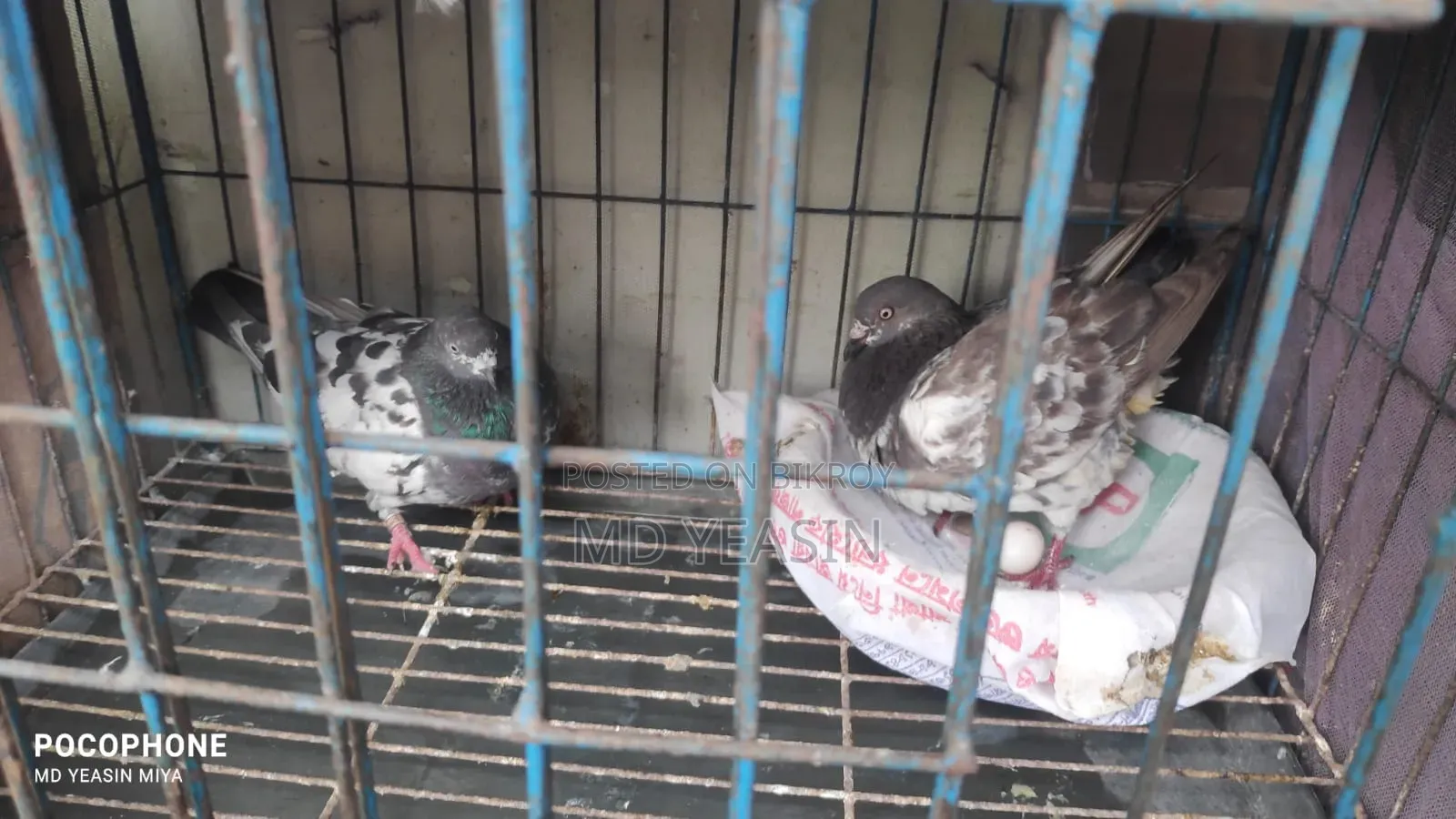 Giribaz Pigeon