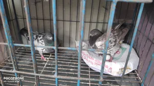 Giribaz Pigeon
