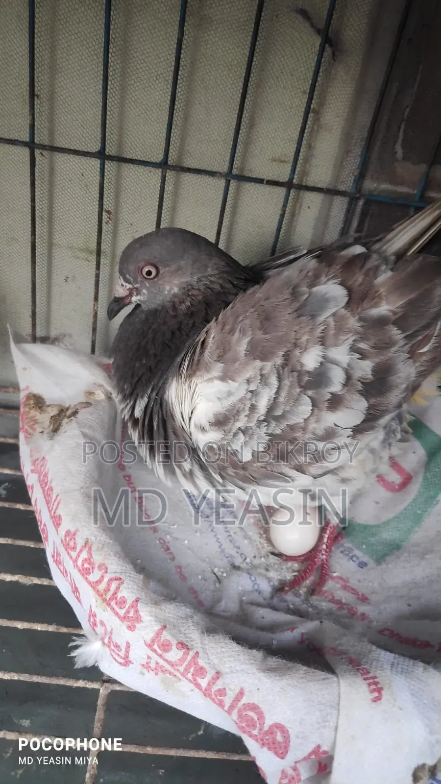 Giribaz Pigeon