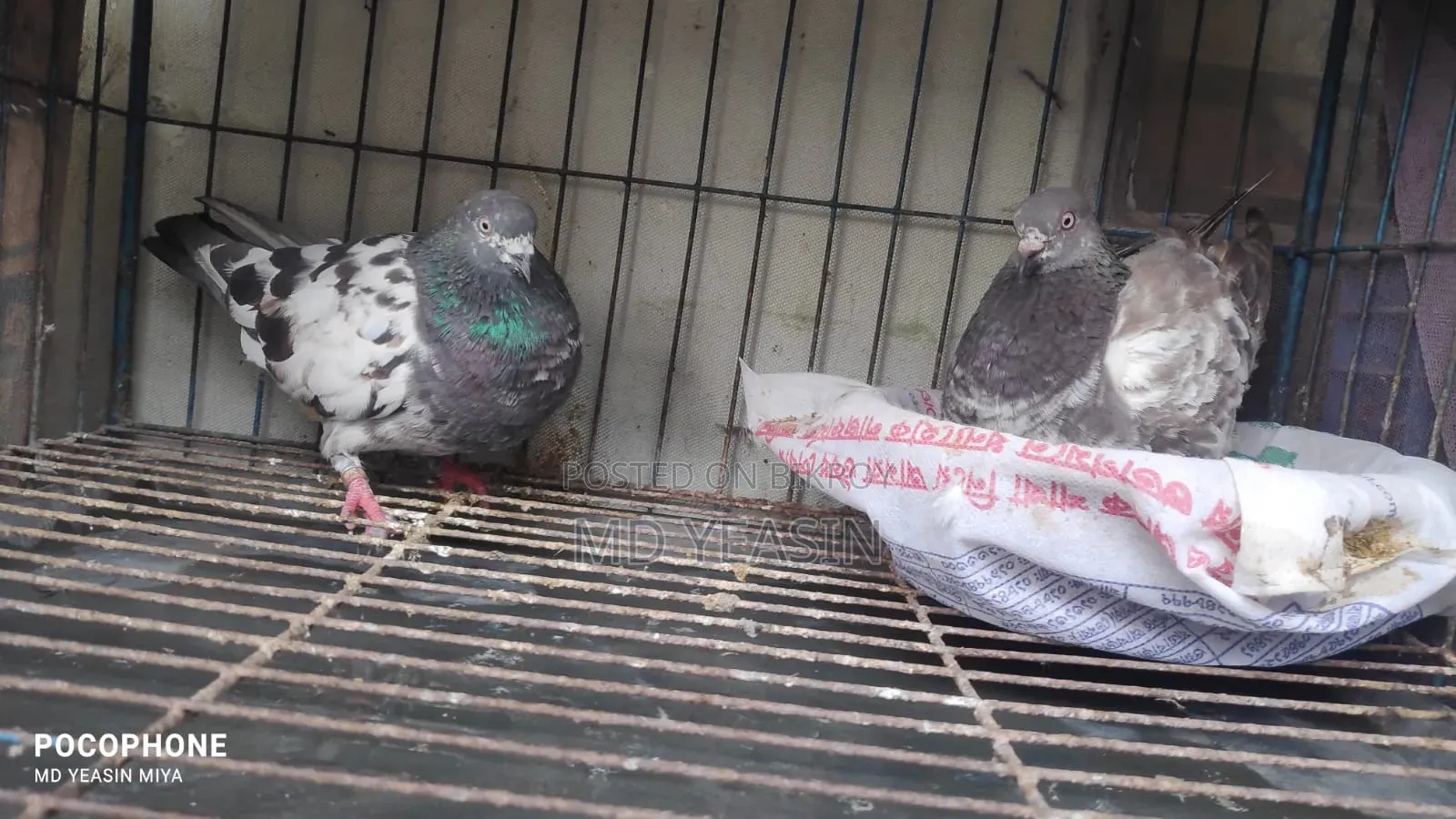 Giribaz Pigeon