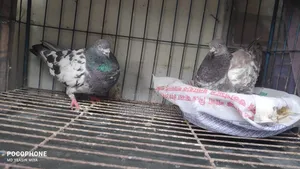 Giribaz Pigeon