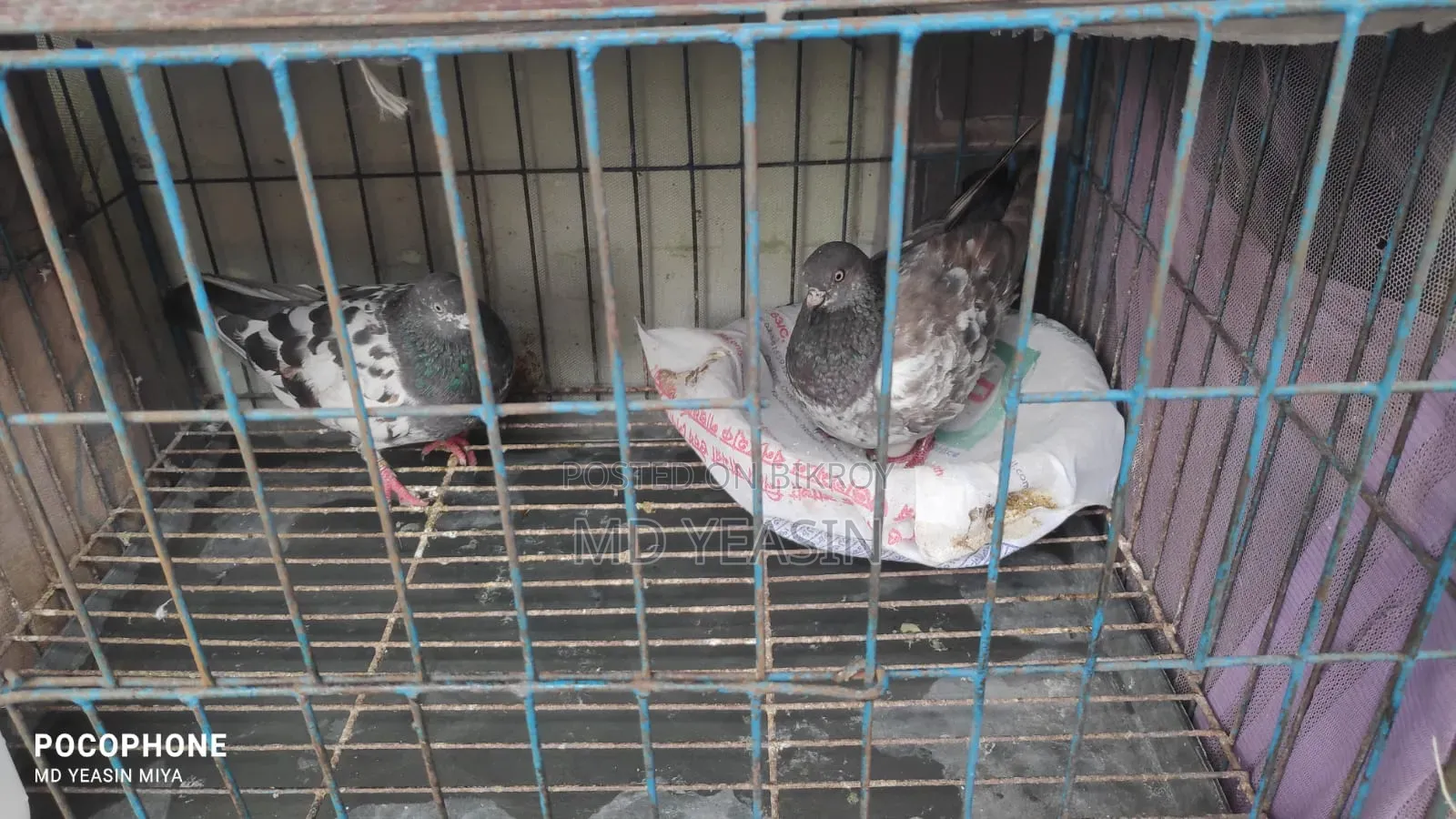 Giribaz Pigeon