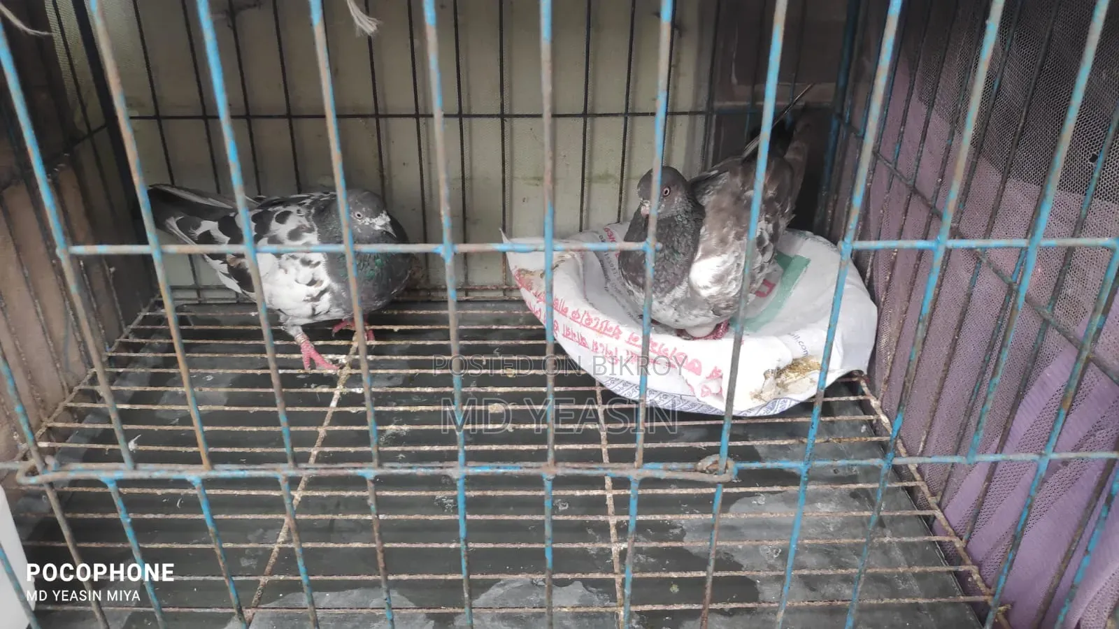 Giribaz Pigeon