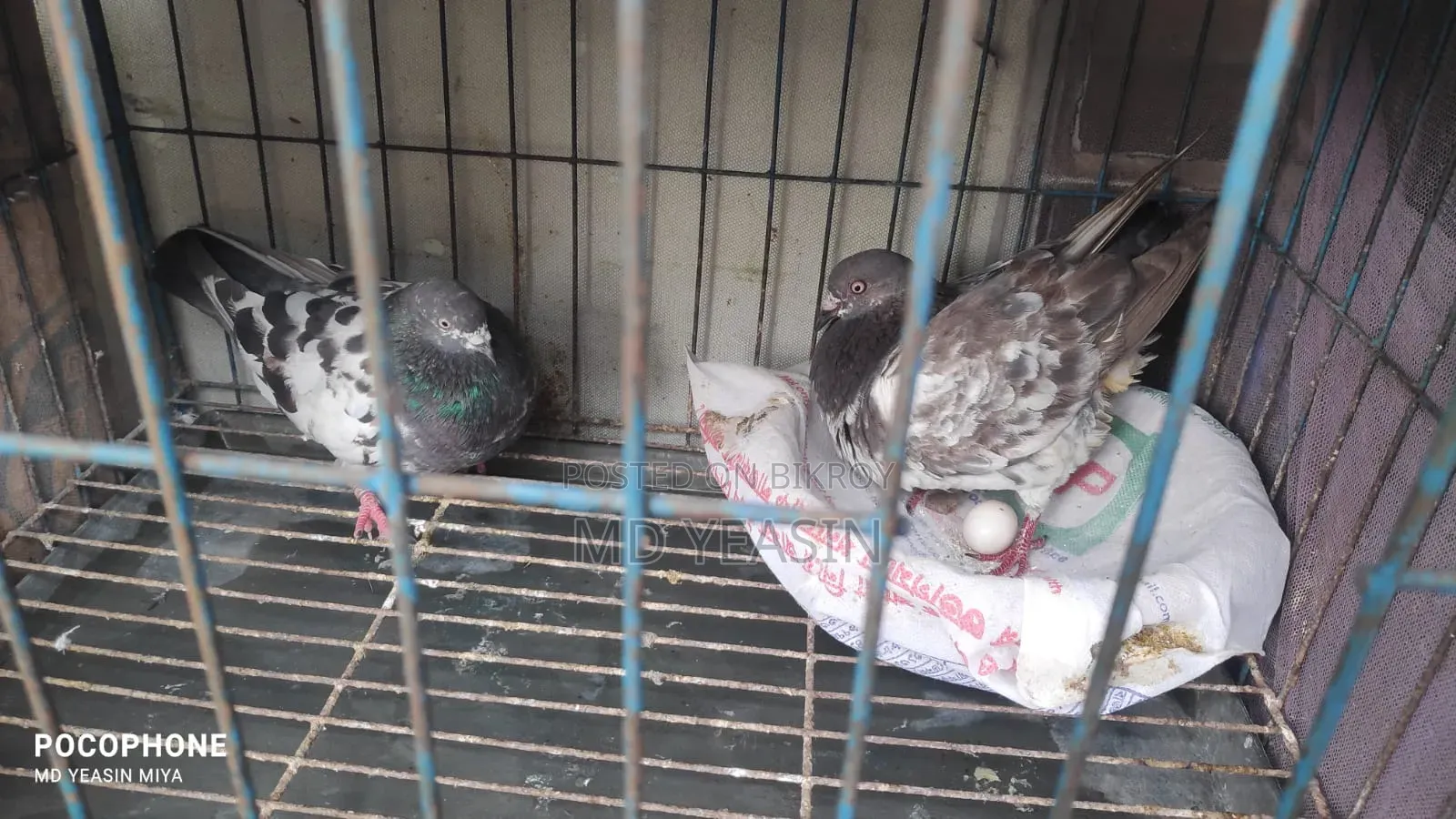 Giribaz Pigeon