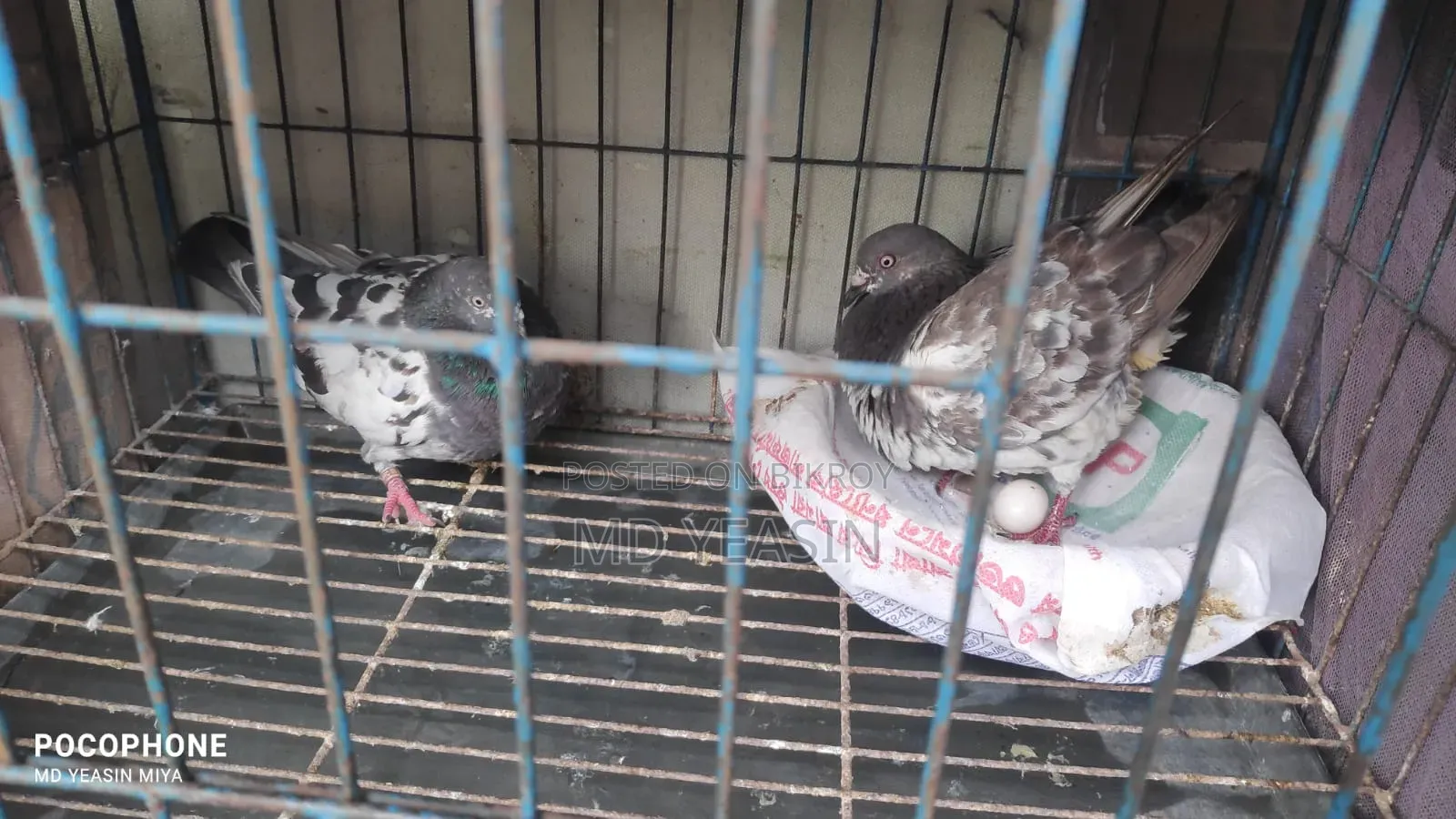 Giribaz Pigeon