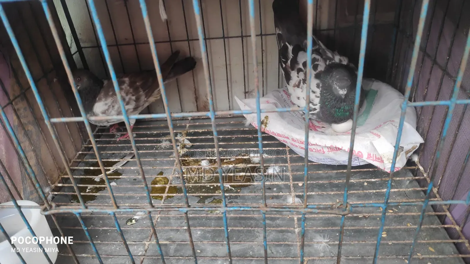 Giribaz Pigeon