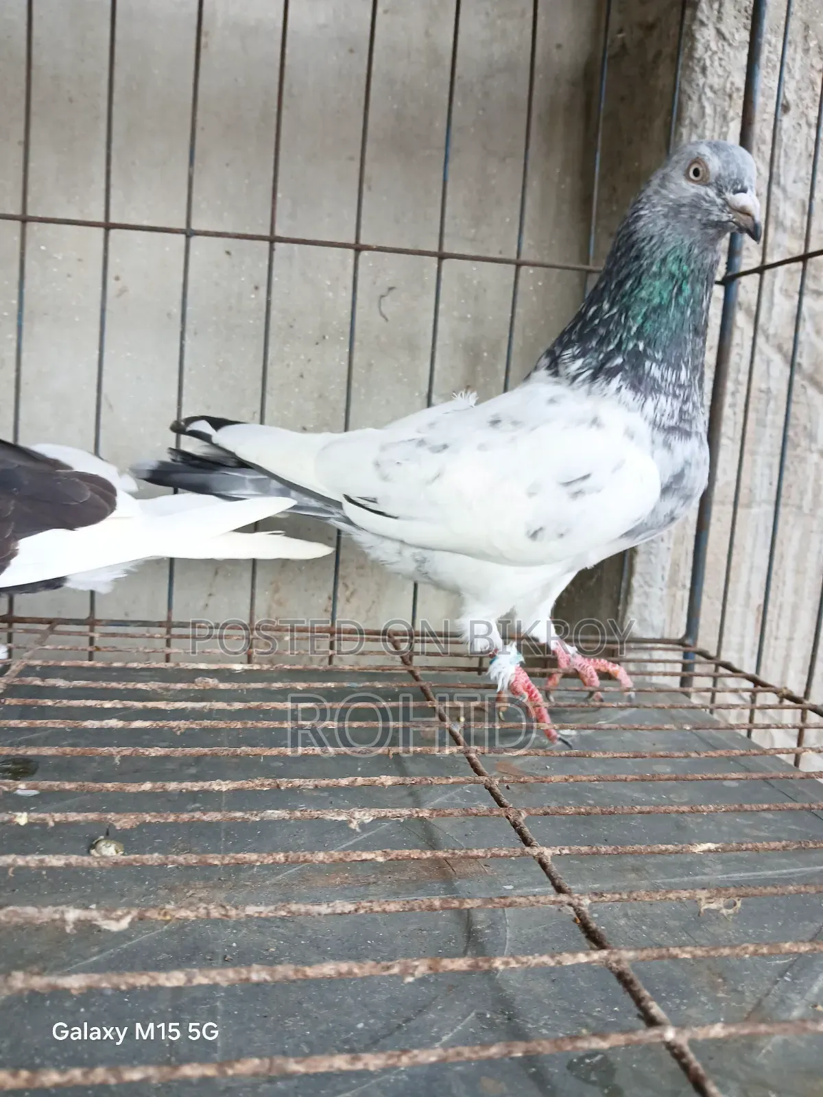 Green Neck Giribaz Pigeon for Sale