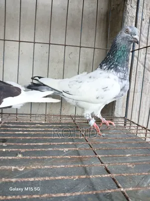 Green Neck Giribaz Pigeon for Sale