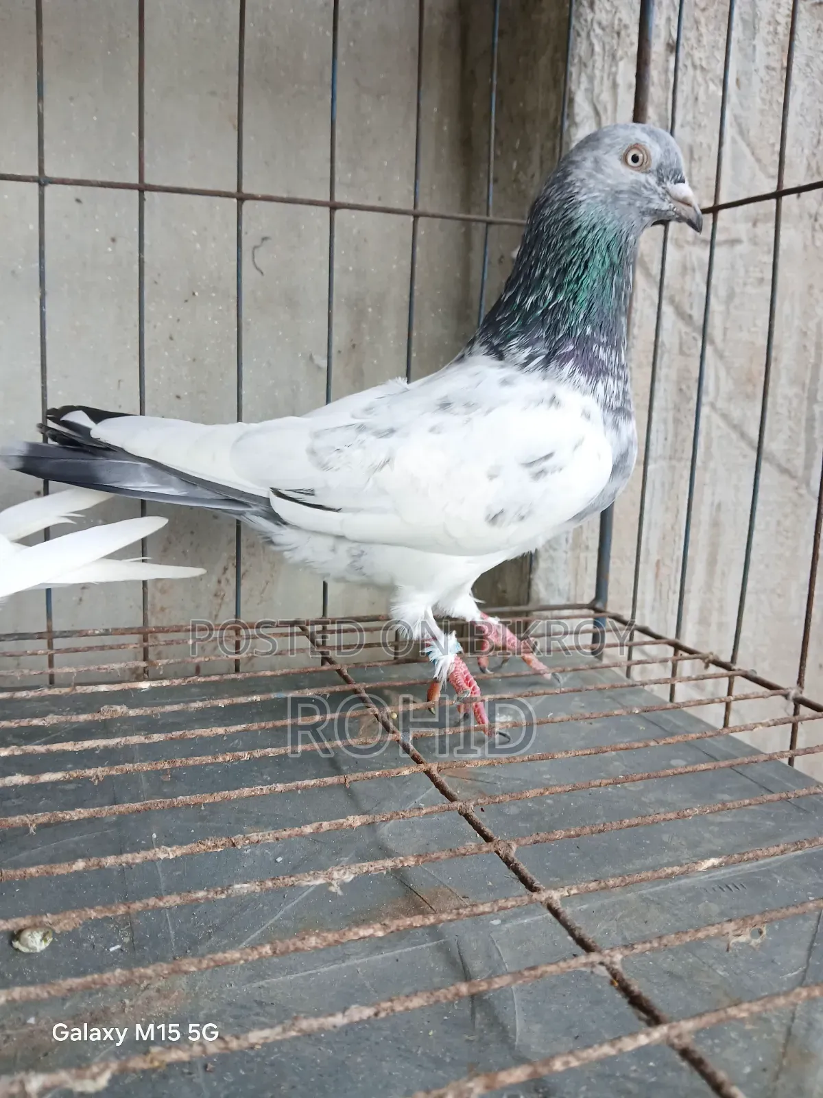 Green Neck Giribaz Pigeon for Sale