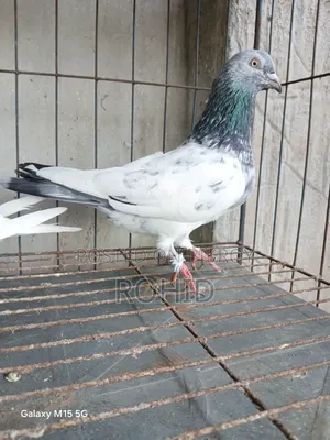 Green Neck Giribaz Pigeon for Sale