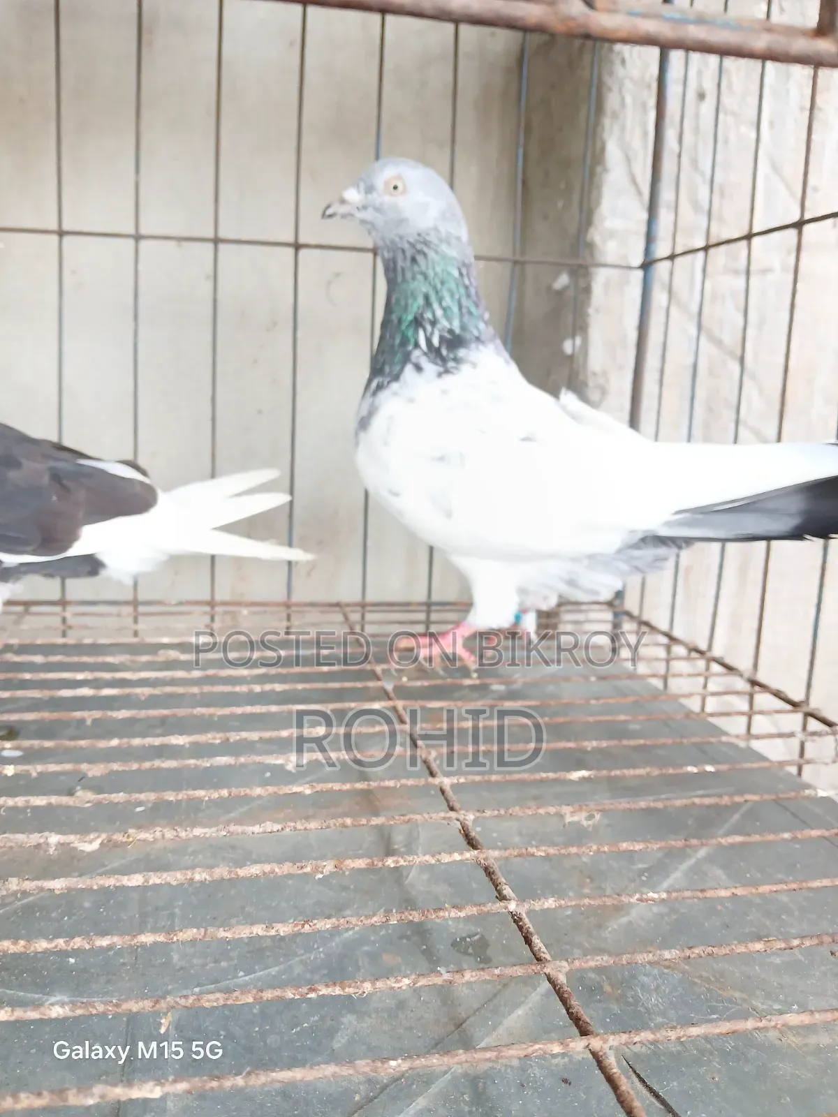 Green Neck Giribaz Pigeon for Sale