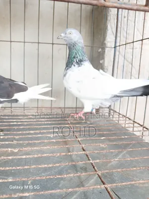 Green Neck Giribaz Pigeon for Sale