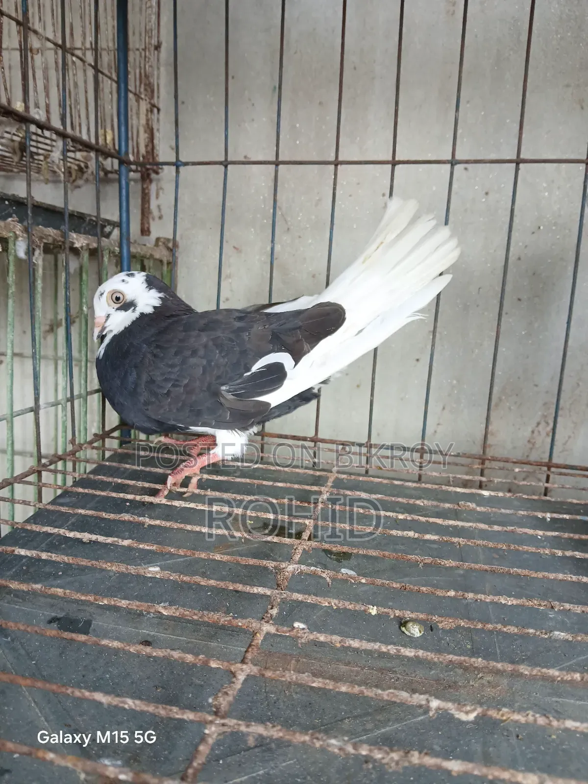 Green Neck Giribaz Pigeon for Sale