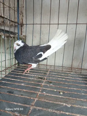Green Neck Giribaz Pigeon for Sale