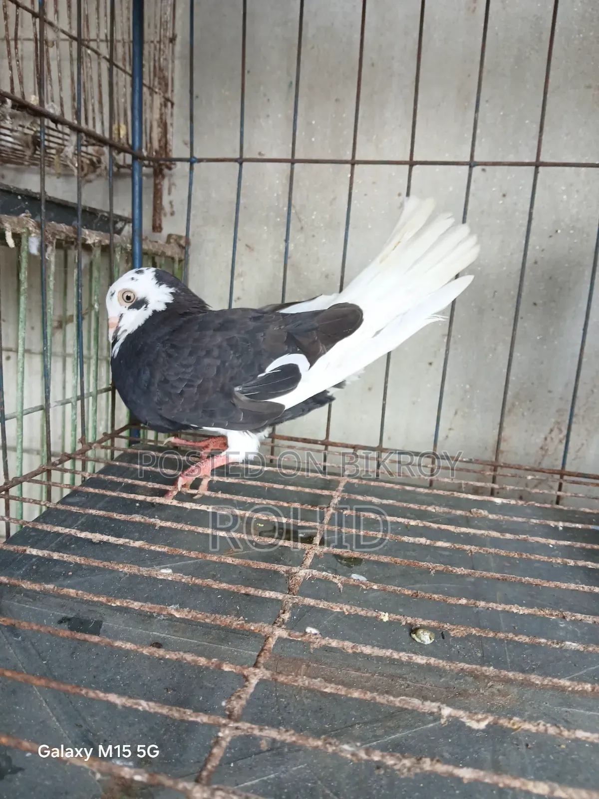 Green Neck Giribaz Pigeon for Sale