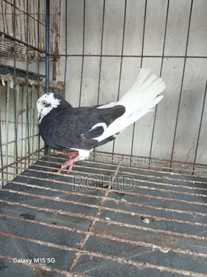 Green Neck Giribaz Pigeon for Sale