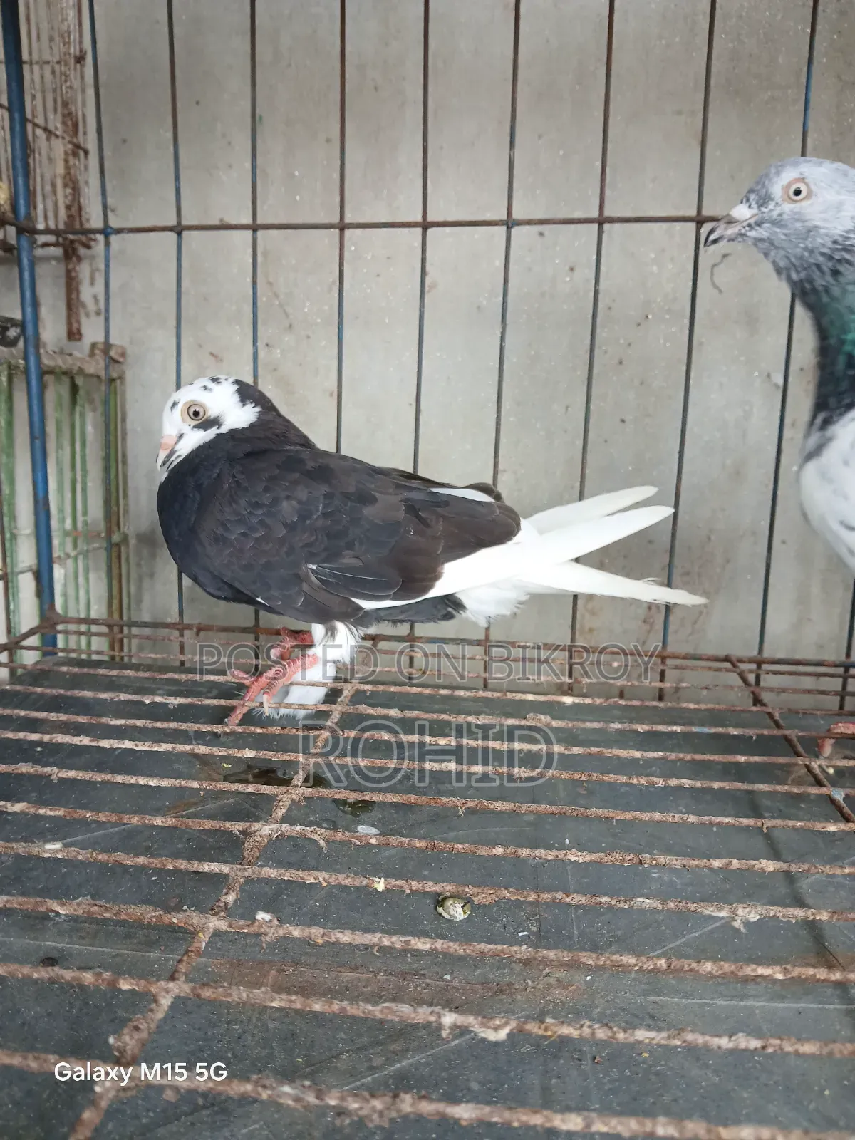 Green Neck Giribaz Pigeon for Sale