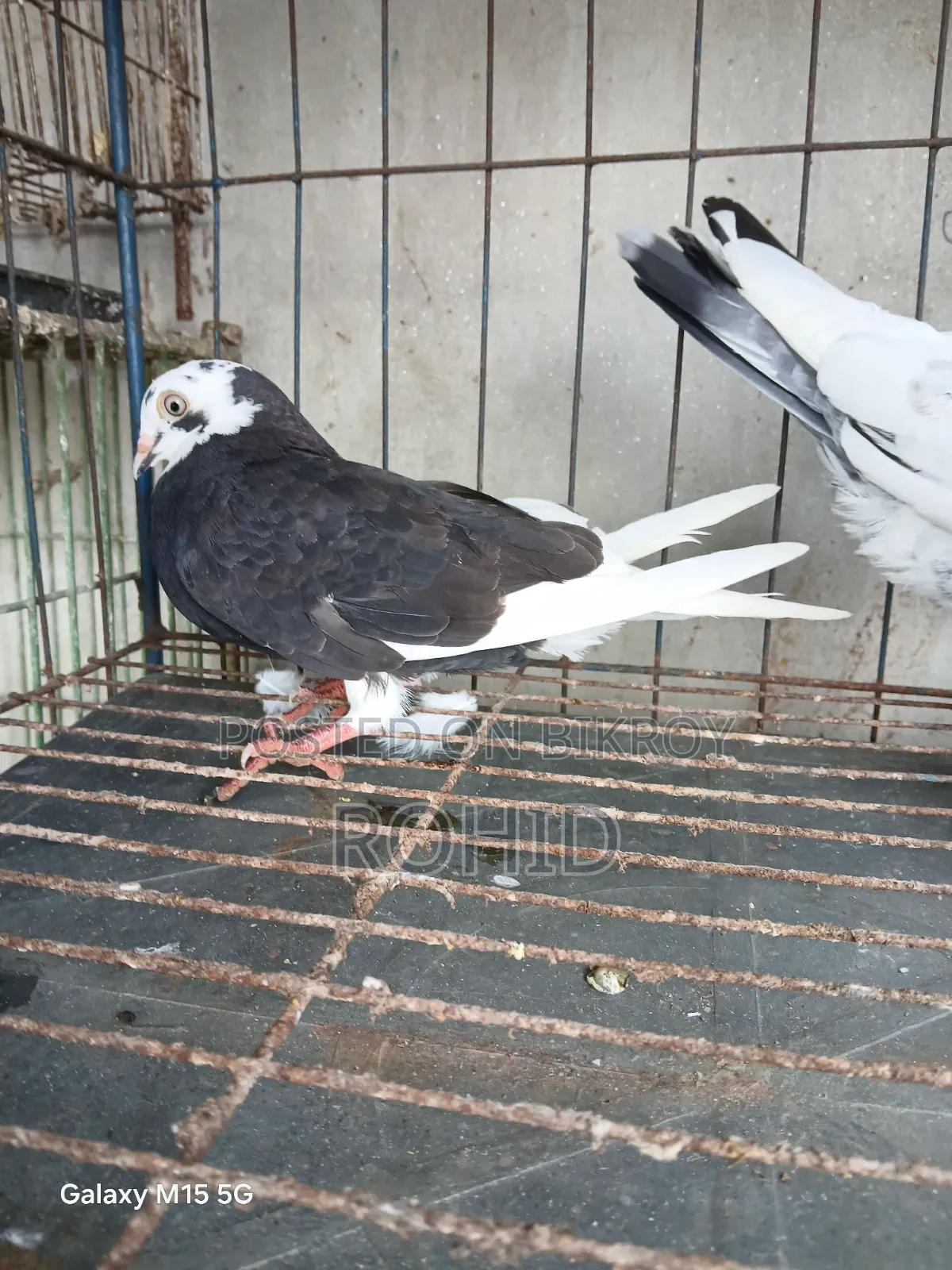Green Neck Giribaz Pigeon for Sale