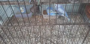 ৫টি রেইনবো বাজিগার পাখির বাচ্চা