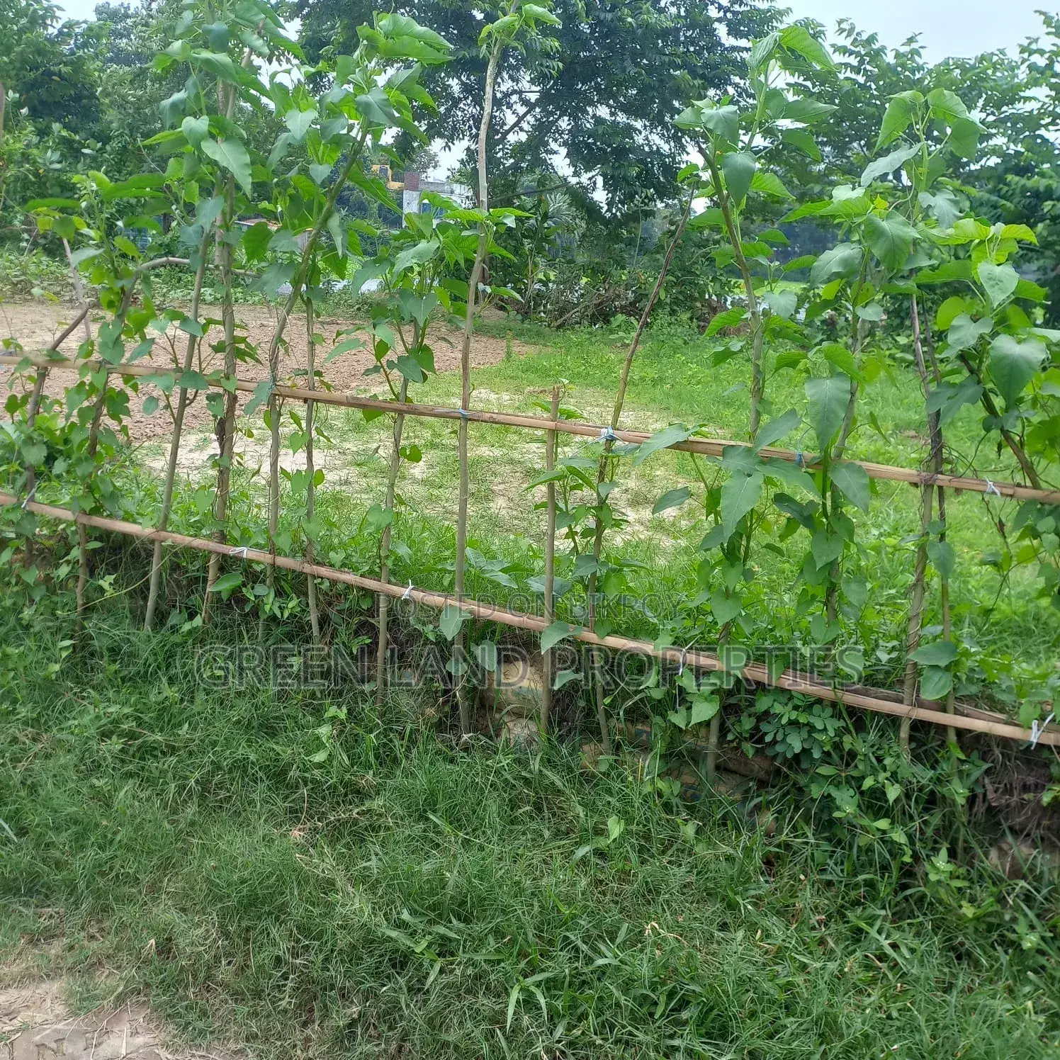 Ready Plot 12 Lac Near Bashundhara Keraniganj