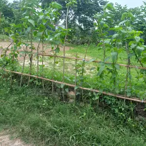 Ready Plot 12 Lac Near Bashundhara Keraniganj