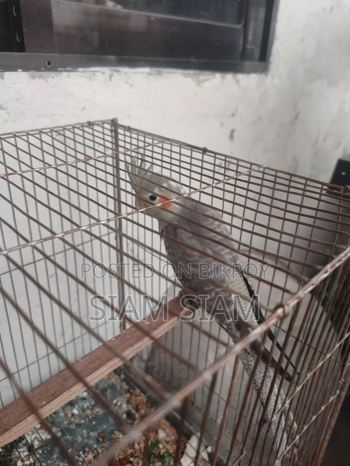 Kokatel Grey Meye Pakhi