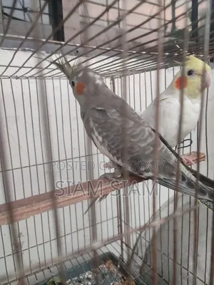 Kokatel Grey Meye Pakhi