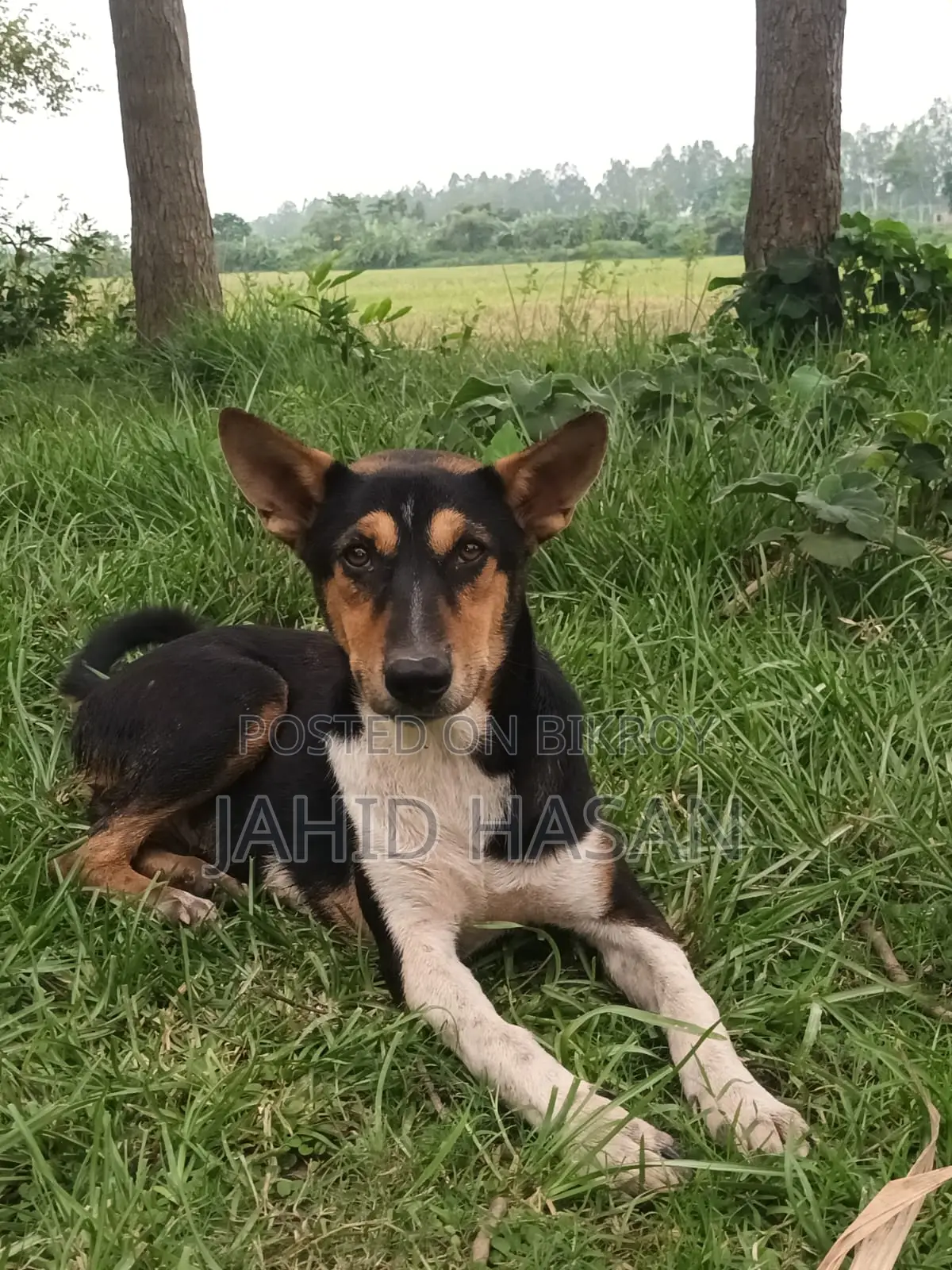 1-3 Months Male Mixed Breed Alabai