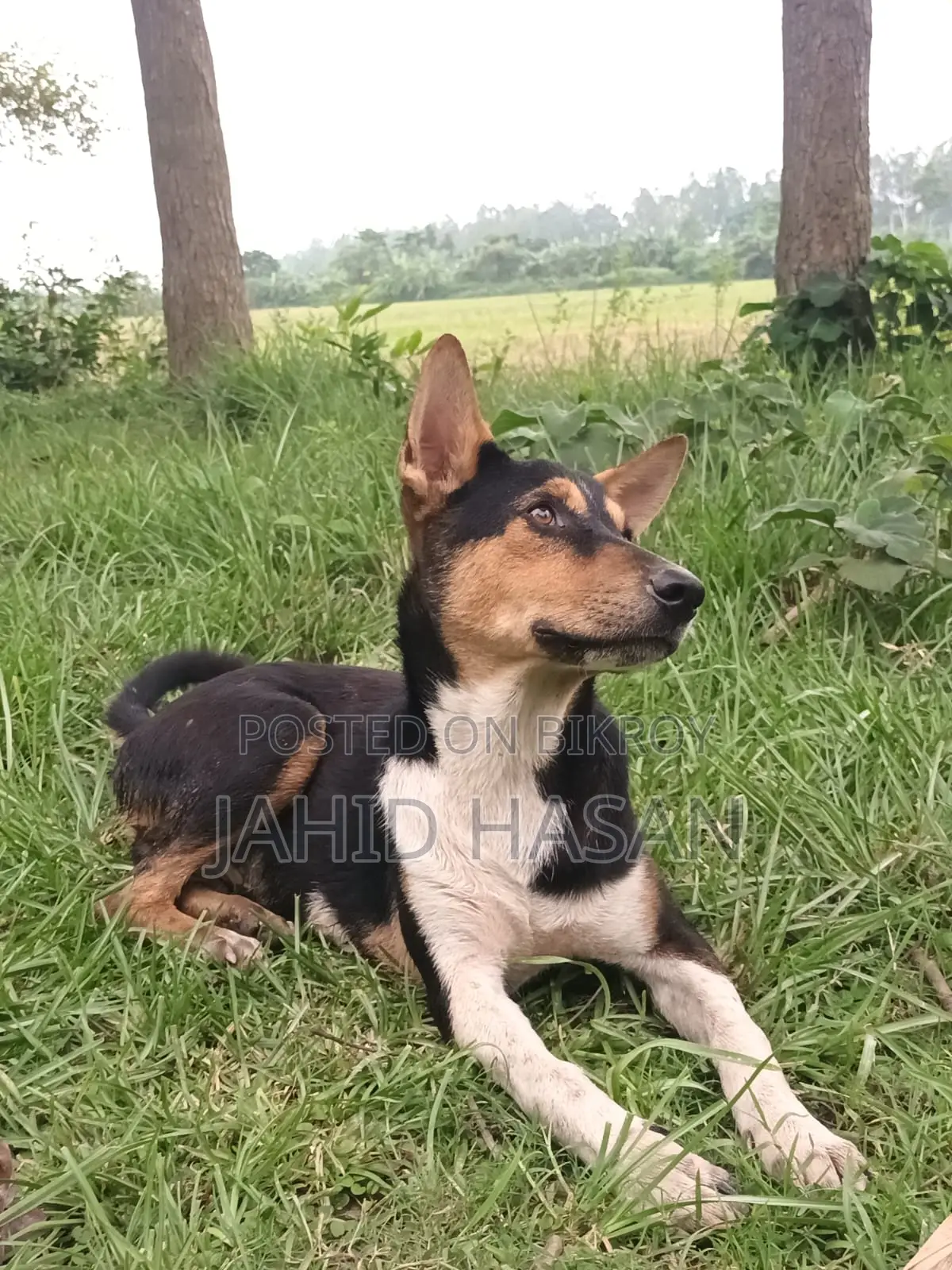 1-3 Months Male Mixed Breed Alabai