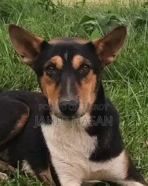 1-3 Months Male Mixed Breed Alabai