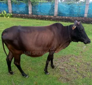Contact this number to buy your preferred cow