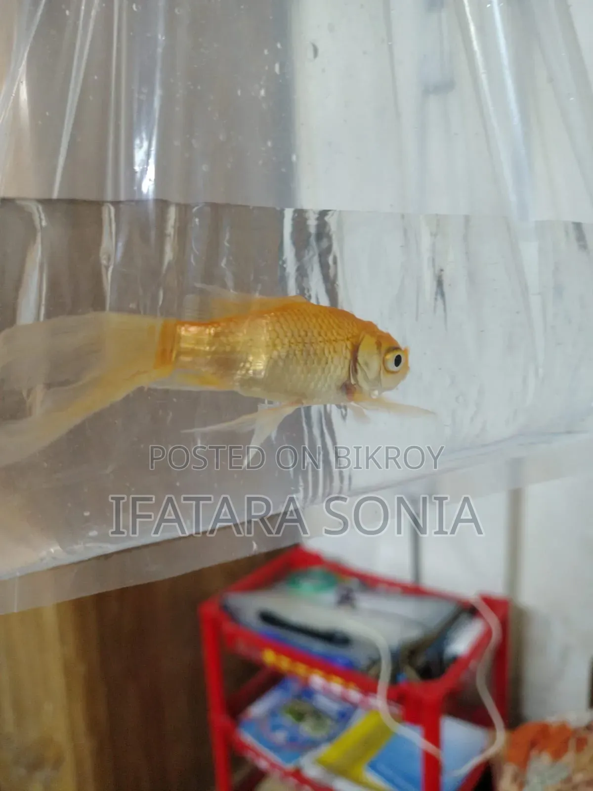 Fresh Gold Fish