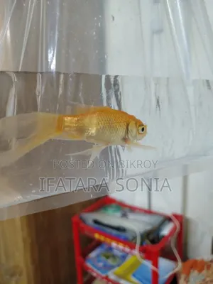 Fresh Gold Fish