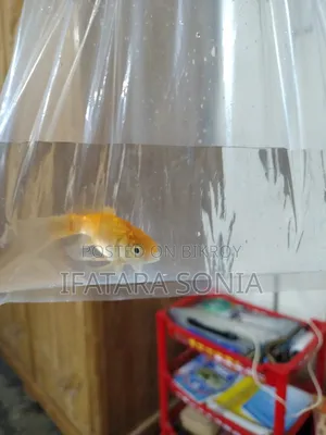 Fresh Gold Fish