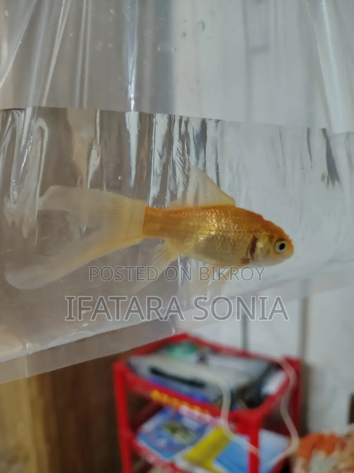 Fresh Gold Fish