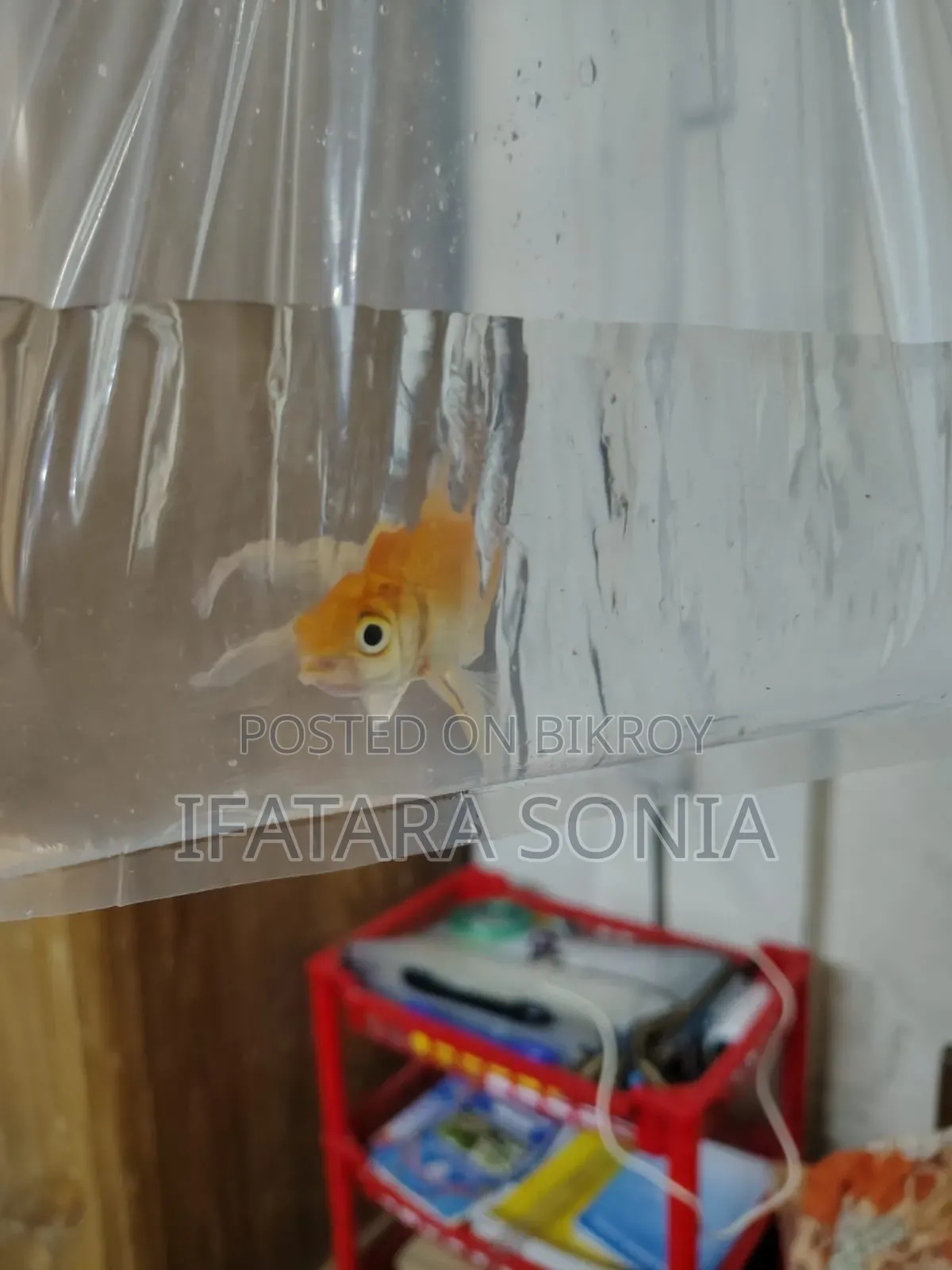 Fresh Gold Fish