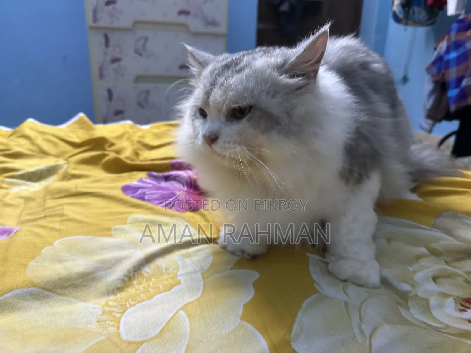 1+ Year Male Purebred Persian